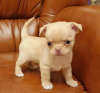 Photo №2 to announcement № 127582 for the sale of chihuahua - buy in Finland private announcement