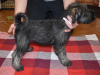 Photo №4. I will sell standard schnauzer in the city of Korolev. private announcement, breeder - price - 521$