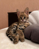 Photo №1. savannah cat - for sale in the city of Kiev | 1$ | Announcement № 40615