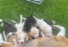 Photo №1. beagle - for sale in the city of Rome | 370$ | Announcement № 110939