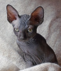 Photo №1. sphynx-katze - for sale in the city of Москва | 391$ | Announcement № 38780