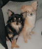 Photo №3. 2 long coat purebred, Chihuahuas. United States