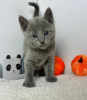 Photo №1. russian blue - for sale in the city of Twentynine Palms | 260$ | Announcement № 84046