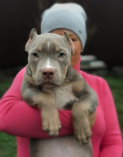 Additional photos: American Bully Puppies