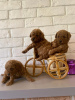 Additional photos: Toy poodle puppies are red