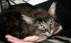 Photo №3. Meet the gentle beauty Bella kitten in good hands!. Russian Federation