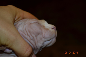 Photo №4. I will sell sphynx-katze in the city of Donetsk. from nursery - price - negotiated