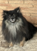Photo №1. german spitz - for sale in the city of St. Petersburg | 1500$ | Announcement № 35654