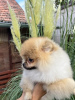 Additional photos: Pomeranian puppies of the highest pedigree