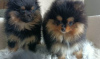Additional photos: Miniature Spitz puppies