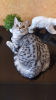 Photo №1. british shorthair - for sale in the city of Yaroslavl | 460$ | Announcement № 9000