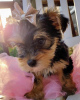 Photo №2 to announcement № 42917 for the sale of yorkshire terrier - buy in Germany private announcement