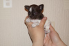 Photo №2 to announcement № 8612 for the sale of chihuahua - buy in Russian Federation from nursery