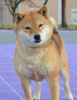 Additional photos: Shiba Inu puppies