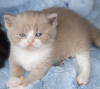 Photo №1. british shorthair - for sale in the city of Berlin | 269$ | Announcement № 101794