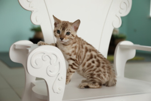 Photo №1. bengal cat - for sale in the city of Voronezh | 500$ | Announcement № 924