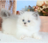 Photo №1. himalayan cat - for sale in the city of Stockholm | negotiated | Announcement № 97876