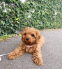 Photo №2 to announcement № 32156 for the sale of poodle (royal) - buy in Austria from the shelter