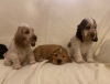 Photo №1. english cocker spaniel - for sale in the city of Toulouse | 416$ | Announcement № 31688
