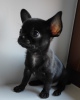 Photo №2 to announcement № 19042 for the sale of chihuahua - buy in Belgium breeder