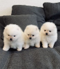 Photo №1. pomeranian - for sale in the city of Vilnius | 359$ | Announcement № 75749