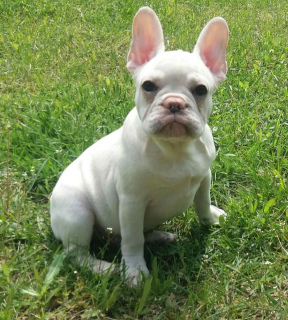 Photo №4. I will sell french bulldog in the city of New York.  - price - 3300$