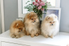 Photo №2 to announcement № 9343 for the sale of pomeranian - buy in Belarus breeder