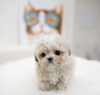 Photo №1. maltese dog - for sale in the city of Дортмунд | 264$ | Announcement № 98218