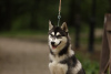 Photo №1. siberian husky - for sale in the city of Москва | negotiated | Announcement № 39420