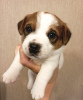 Photo №3. Jack Russell Terrier puppies. Russian Federation