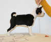 Photo №4. I will sell basenji in the city of Piotrków Kujawski. private announcement - price - negotiated