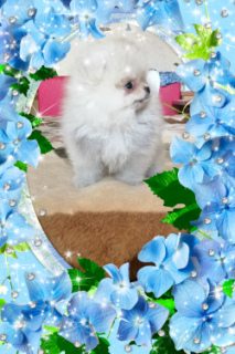 Photo №3. Mini Pomeranian Spitz RKF.. Russian Federation