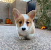 Photo №1. welsh corgi - for sale in the city of Paris | negotiated | Announcement № 84862