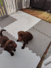 Photo №1. labrador retriever - for sale in the city of Destin | 400$ | Announcement № 77803