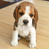 Photo №1. beagle - for sale in the city of Kuwait City | 370$ | Announcement № 65064