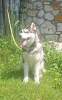 Photo №1. siberian husky - for sale in the city of Voronezh | 675$ | Announcement № 11608