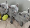 Photo №2 to announcement № 116746 for the sale of russian blue - buy in United States 