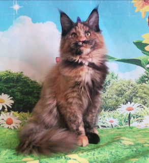 Photo №3. Chic, bright Maine Coon girls. Russian Federation