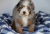 Photo №1. bernese mountain dog - for sale in the city of Munich | 433$ | Announcement № 86614