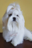 Photo №1. maltese dog - for sale in the city of Kiev | 707$ | Announcement № 53967