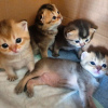 Photo №2 to announcement № 90474 for the sale of scottish fold - buy in Germany private announcement, from nursery