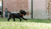 Additional photos: English Stafforshire Bull Terrier