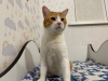 Additional photos: Charming red cat Bonechka is looking for a home and a loving family!