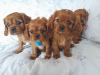 Photo №4. I will sell cavalier king charles spaniel in the city of Калифорния Сити. breeder - price - 500$