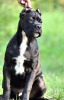 Photo №2 to announcement № 11638 for the sale of cane corso - buy in Russian Federation breeder