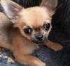 Photo №2 to announcement № 50077 for the sale of chihuahua - buy in Venezuela private announcement