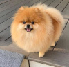 Photo №1. pomeranian - for sale in the city of Oslo | negotiated | Announcement № 120267