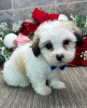 Photo №1. coton de tulear - for sale in the city of Switzerland | negotiated | Announcement № 84257