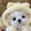 Photo №2 to announcement № 127566 for the sale of maltese dog - buy in United States 