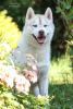 Photo №1. siberian husky - for sale in the city of Mariupol | negotiated | Announcement № 13260